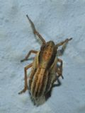 Caliscelis bonellii