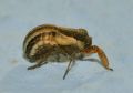 Caliscelis bonellii