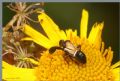 Caliscelis bonellii