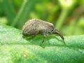 Caliscelis wallengreni