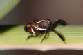 Caliscelis wallengreni