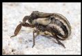 Caliscelis cf. bonellii