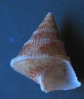 Calliostoma granulatum juv.