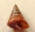 Calliostoma funiculatum