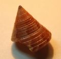 Calliostoma dubium