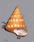 Calliostoma cfr. funiculatum