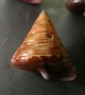 Calliostoma laugeri (f.) alexandrinum