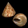 Calliostoma dubium