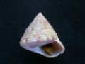 Calliostoma zizyphinum