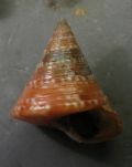 Calliostoma dubium