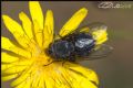 Calliphora sp.