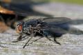 Calliphora vicina