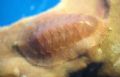 Callochiton calcatus