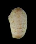 Callochiton calcatus