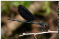 Calopteryx haemorrhoidalis