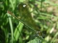 Calopteryx splendens