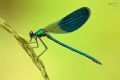 Calopteryx splendens