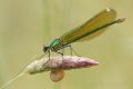 Calopteryx splendens