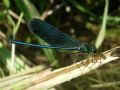 Calopteryx splendens