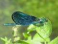 Calopteryx virgo meridionalis