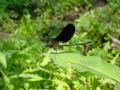 Calopteryx haemorrhoidalis