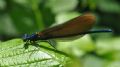 Calopteryx virgo