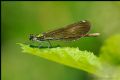 Calopteryx virgo meridionalis