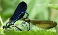 Calopteryx virgo meridionalis