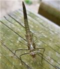 Calopteryx virgo festiva