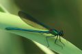 Calopteryx xanthostoma