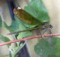 Calopteryx splendens balcanica