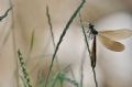 Calopteryx virgo meridionalis