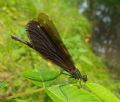 Calopteryx virgo