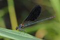 Calopteryx haemorrhoidalis