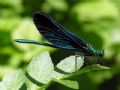 Calopteryx virgo festiva