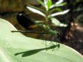 Calopteryx splendens balcanica