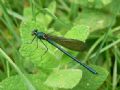 Calopteryx xanthostoma