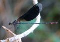 Calopteryx haemorrhoidalis