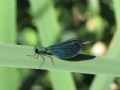 Calopteryx virgo meridionalis