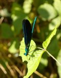 Calopteryx virgo meridionalis