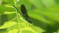 Calopteryx xanthostoma