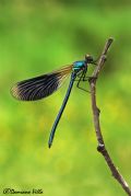 Calopteryx splendens