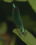 Calopteryx virgo