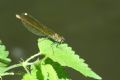 Calopteryx splendens