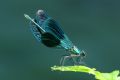 Calopteryx splendens caprai