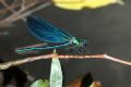 Calopteryx virgo meridionalis