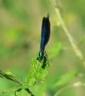 Calopteryx virgo