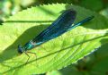 Calopteryx virgo