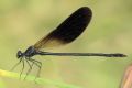 Calopteryx haemorrhoidalis