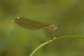 Calopteryx splendens